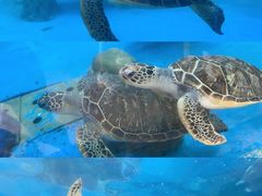 -广东惠东海龟国家级自然保护区