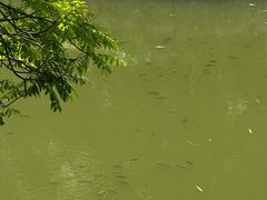 -广西壮族自治区药用植物园