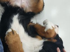-汪说·狗咖·拼豆·宠物周边DIY(旺城大厦店)