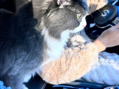-宠颐生宠物医院·心肾内科·猫专科诊疗中心宠巢店