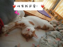 -伟伟宠物医院·CT影像中心·瑞派犬猫综合性门诊(汉口总院)