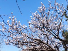-香山公园