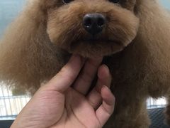 -萌兽医馆·宠物医院·猫骨科(创景店)