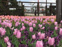 -丹东路渡口(轮渡站)