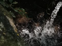 -呀诺达热带雨林