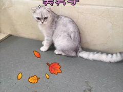 -仁华宠物医院(青羊店)