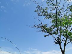 -桤木河湿地公园