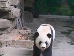 -灵玲国际马戏城