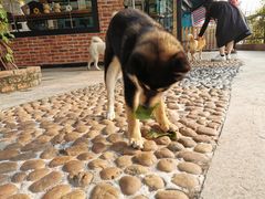 -柴犬高等学院·狗咖·柴犬售卖·宠物训练