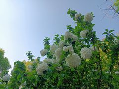-武汉园博园(武汉自然博物馆)