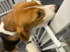 -有喵·猫咖·狗咖·30几只猫10只小狗(岗厦店)