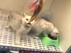 -lincat·猫舍(广州店)