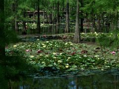 -池杉湖湿地公园