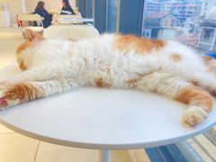 -怪兽屋·羊驼·猫咖·狗咖(俊华广场店)