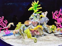 -欢乐海岸海洋奇梦馆