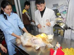 -瑞派动物医院·猫专科·至诚(江南中分院)