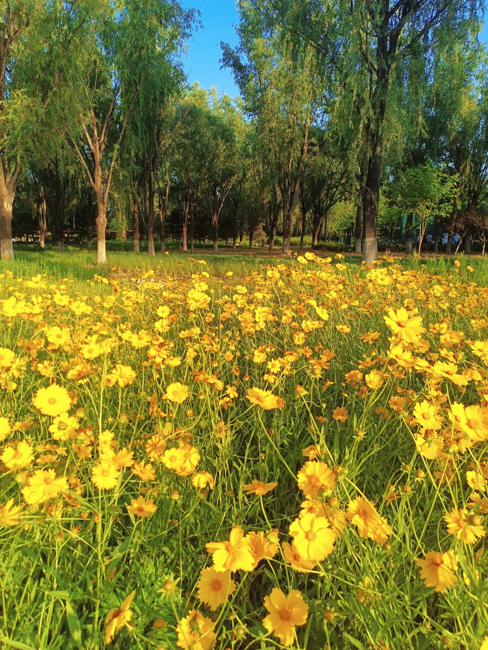 百花争艳的小世界
