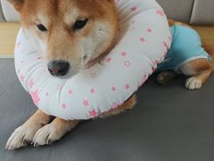 -美联众合动物医院·24h转诊中心