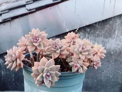 -YLK云南小粒咖啡·云里咖(二号店)