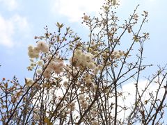 -天适樱花悠乐园