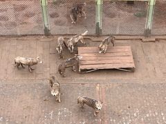 -青藏高原野生动物园