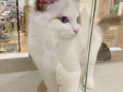 -藏猫猫咖啡主题馆(中央大道店)