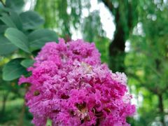 -新虹桥中心花园
