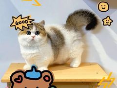 -欣宠猫屋·矮脚拿破仑·蓝金金渐层