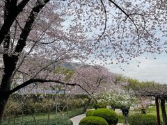 -嘉定紫藤园