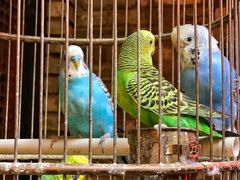 景观位-鱼桥巷·美学川菜