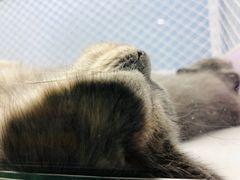 -喵的天空名猫咖啡馆·撸猫·猫舍·用品