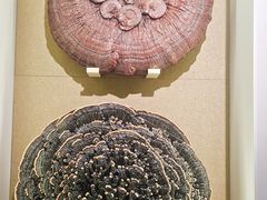 -北京中医药大学-中医药博物馆