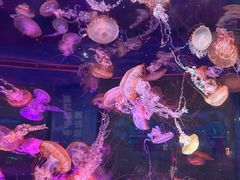 -上海海昌海洋公园