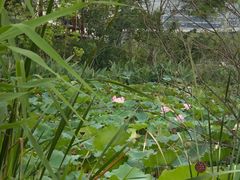 -正宗忘不了老鹅(梅岭店)