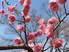 -梅花山(明孝陵内)