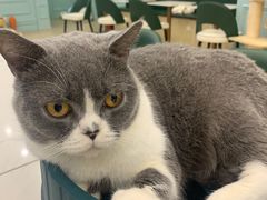 -安格丽娜·狗咖·猫咖羊驼咖(春熙路百盛商场店)