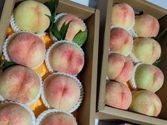 -老袁家蜜桃农场·阳山水蜜桃