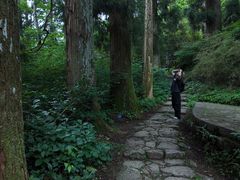 -天目山大树王景区