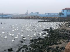 -烟墩角天鹅湖