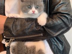 -喵zoo家庭繁育猫舍(尖东智能花园店)