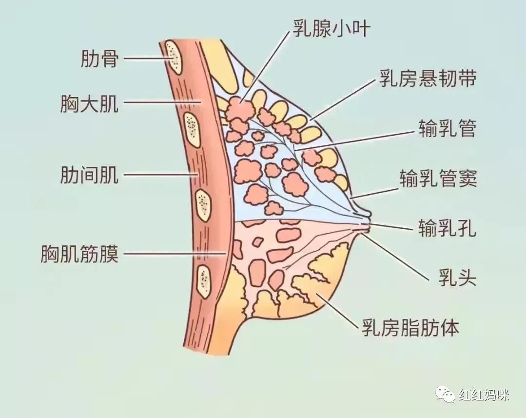 乳房悬韧带断裂图片图片