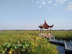 -荷花荡