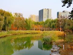 -大兴滨河森林公园