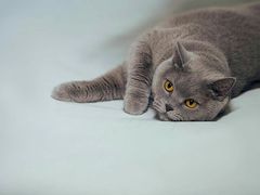 -超宠爱宠物摄影-Super pet