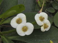 -北京植物园-展览温室