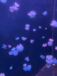 -Zoolung Zoolung动物主题公园(海信广场店)