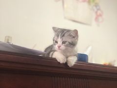 -欣宠猫屋·矮脚拿破仑·蓝金金渐层