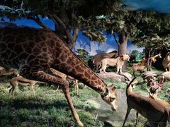 -国家自然博物馆