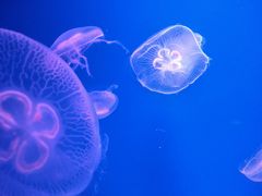 -福州罗源湾海洋世界旅游区