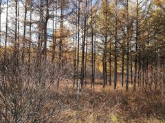 -塞罕坝国家级自然保护区